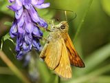 Foto: Dr. Matthias Lohr/NLWKN