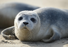 Foto: Casper Tybjerg, TTF, Fisheries and Maritime Museum Esbjerg